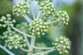 Macro of Fatsia berrys Royalty Free Stock Photo