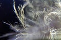 Macro feathers down on a dark background Royalty Free Stock Photo