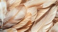 Macro feathers pattern Royalty Free Stock Photo