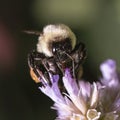 Macro of a female Common Eastern Bumble Bee (Bombus impatiens) Royalty Free Stock Photo