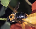 Female Eastern Carpenter bee (Xylocopa virginica) on orange nasturtium flower Royalty Free Stock Photo