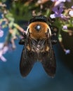 Female Eastern Carpenter Bee (Xylocopa virginica) on purple flowers Royalty Free Stock Photo