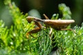 Macro of female European Mantis or Praying Mantis in natural habitat. It looking at camera and sits on branches