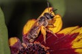 Macro of a female Halictus sweat bee carrying large pollen bags Royalty Free Stock Photo