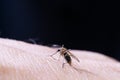 Closeup of female mosquito on human skin