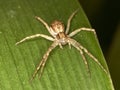 Macro of a female Philodromus dispar running spider - front view Royalty Free Stock Photo