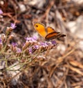 Macro of a female southern gatekeeper pyronia cecilia butterfly with blurred bokeh background; pesticide free environment