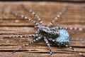 macro female wolf spider. close up. color Royalty Free Stock Photo