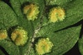 Macro of fern sori showing young green sporangia and indusia. Royalty Free Stock Photo