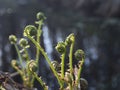 Macro fiddlehead fern green spring Royalty Free Stock Photo