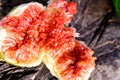 Macro of fig fruit seeds, juicy and full of sugars and vitamins Royalty Free Stock Photo