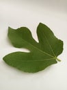 Macro figs leaf on white background