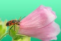 Firebug on a pink malva flower blossom