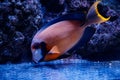 Macro fish acanthurus pyroferus Royalty Free Stock Photo