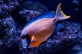 Macro fish acanthurus pyroferus Royalty Free Stock Photo