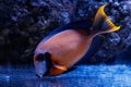 Macro fish acanthurus pyroferus Royalty Free Stock Photo