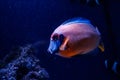 Macro fish acanthurus pyroferus Royalty Free Stock Photo