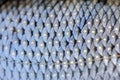 Fish Scales Roach Macro Royalty Free Stock Photo