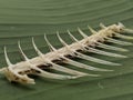 Macro of fishbones texture on green background