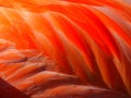 Macro Flamingo Feathers