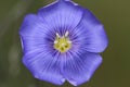 Macro of a flax seed flower Royalty Free Stock Photo