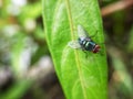 Macro flies attached to the leaves