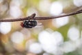 Macro flies cling to dry branches.