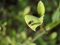 Macro of flies insect on green leaves Royalty Free Stock Photo