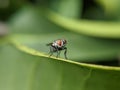 Macro of flies insect on green leaves Royalty Free Stock Photo
