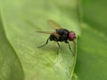 Macro of flies insect on green leaves