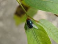 Macro of flies insect on green leaves