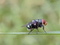 Macro of flies insect on green plant Royalty Free Stock Photo