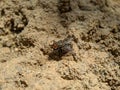 Macro of flies insect on the ground Royalty Free Stock Photo