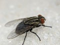 Macro of flies insect on sugar texture Royalty Free Stock Photo