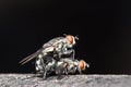 Macro flies. Mating bluebottle flies.