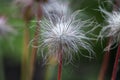 Macro flover and blurred background