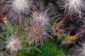 Macro flover and blurred background