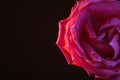 macro flower background rose bud closeup Royalty Free Stock Photo