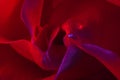 macro flower background rose bud closeup Royalty Free Stock Photo