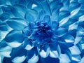 Macro flower blue dahlia. Background from a flower. Closeup.