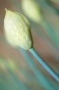 Macro flower buds