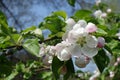 Macro of flower and buds of apple in April Royalty Free Stock Photo