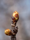 Macro of flower buds on pear tree brunch at spring ready to bloom Royalty Free Stock Photo