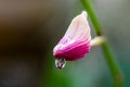 Macro of flower buds pink orchid with a water droplets Royalty Free Stock Photo