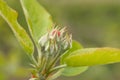 Flower buds of an apple tree in spring Royalty Free Stock Photo