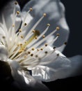 Macro flower, cherry blossom, Close up of beautiful white cherry blossoms Royalty Free Stock Photo