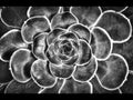 Macro flower close up black and white Royalty Free Stock Photo