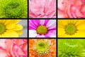 Macro flower collage