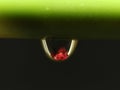 Macro Flower drop water liquid natural blur thumbnail Royalty Free Stock Photo