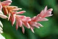 Macro flower in garden, ginger Royalty Free Stock Photo